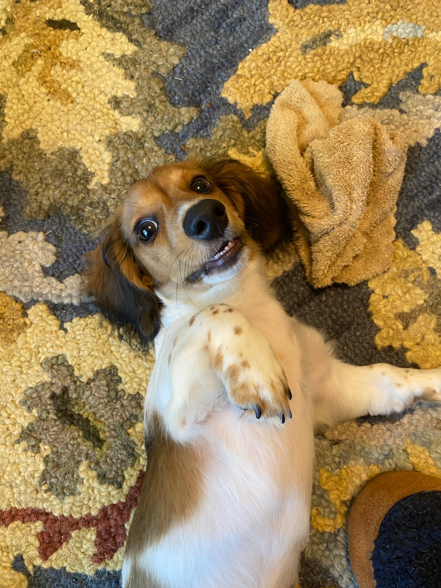 Get a Long Little Doggie