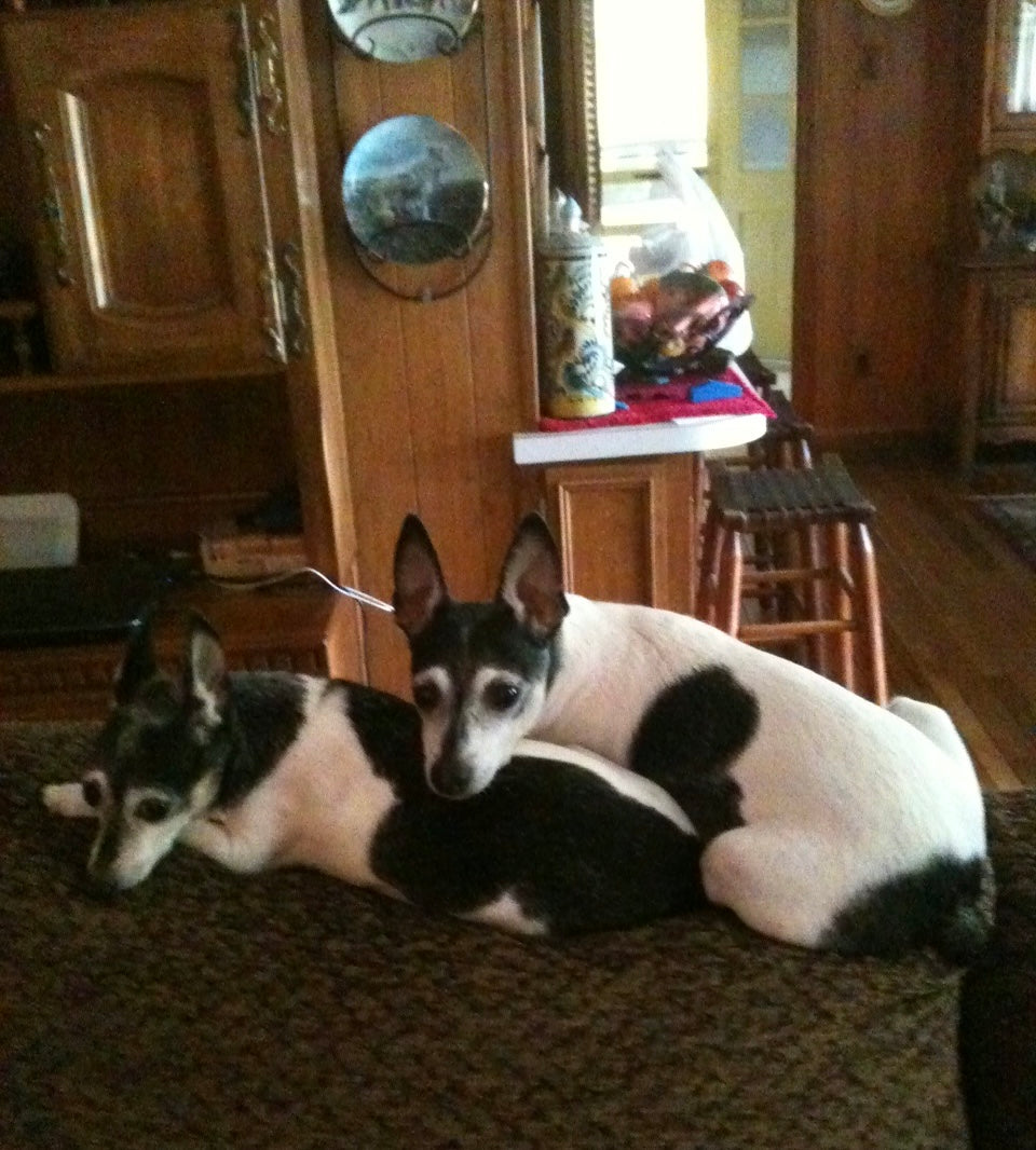 Pixie and Star in the Daylilies