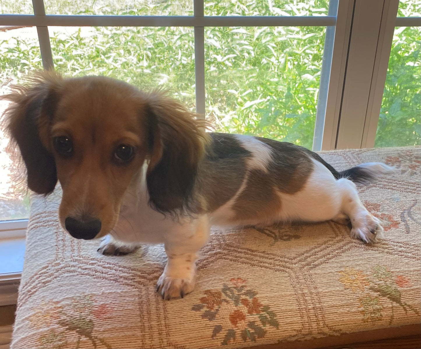Get a Long Little Doggie