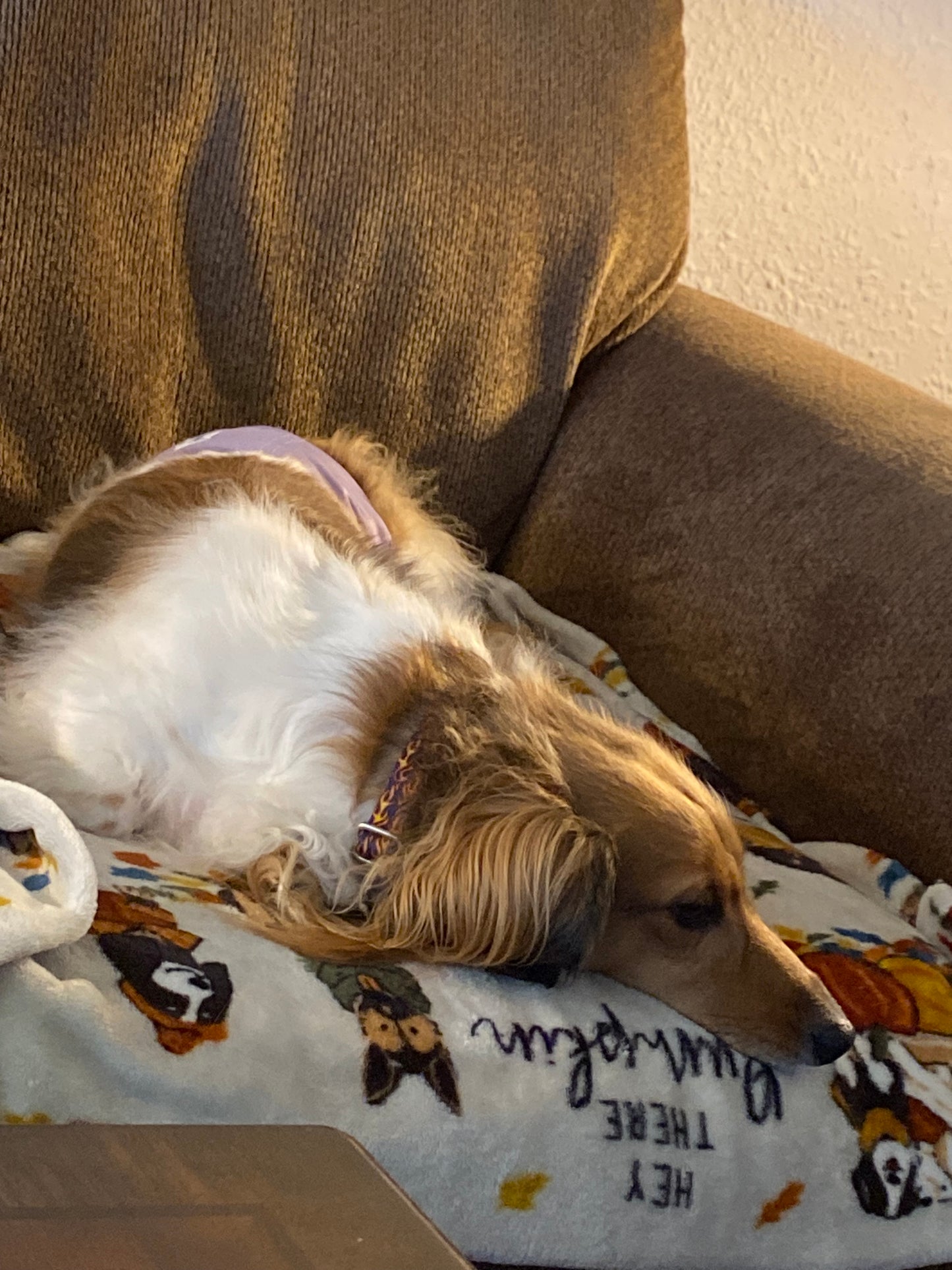 Get a Long Little Doggie