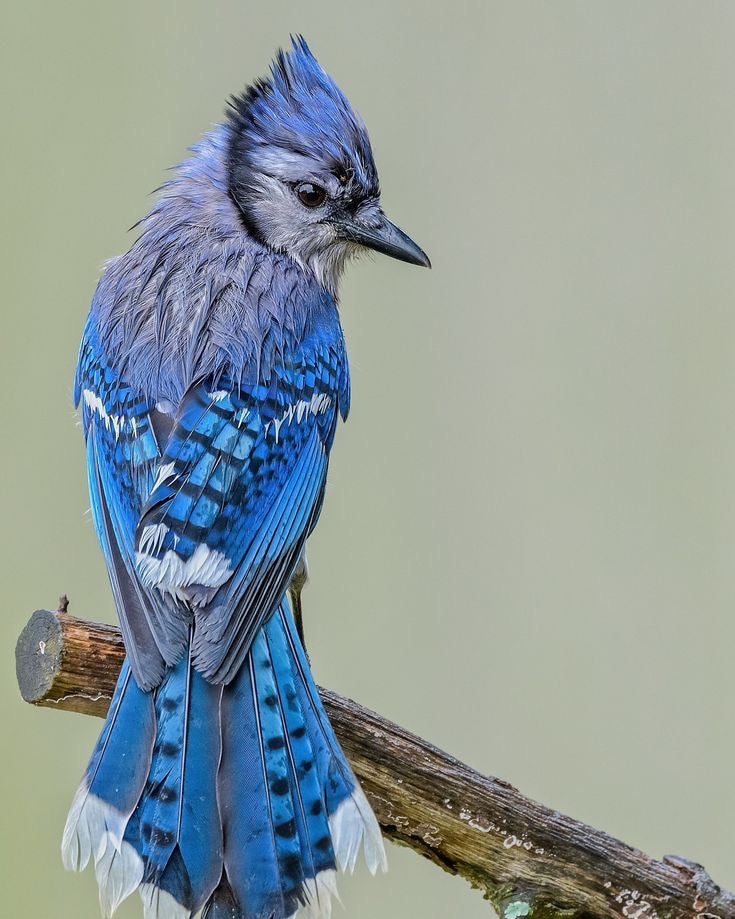 Autumn Cathedral Blue Jay