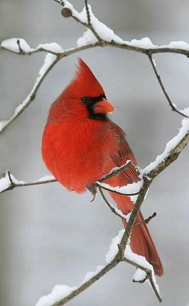 Cardinal 1 with Azaleas