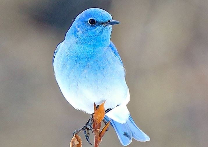 Western Bluebird Nightlight