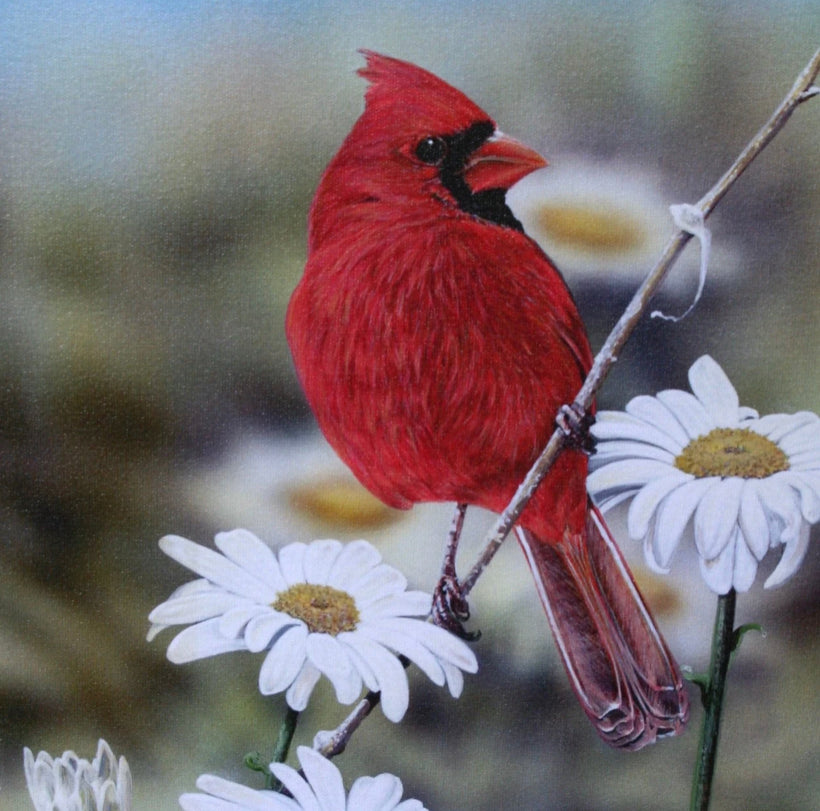 Cardinal with Daisies