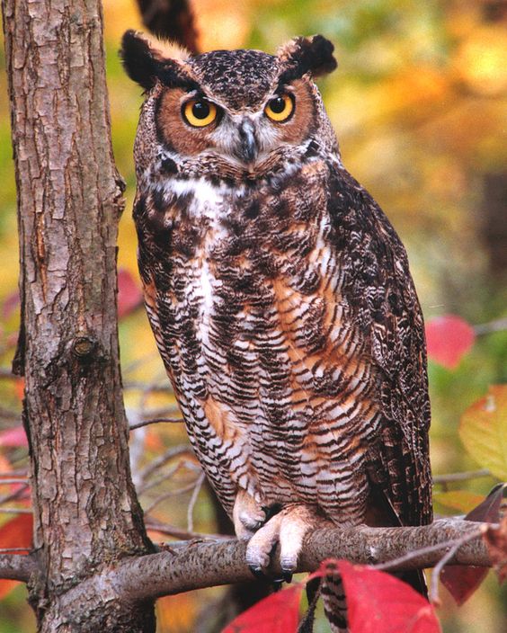 Great Horned Owl